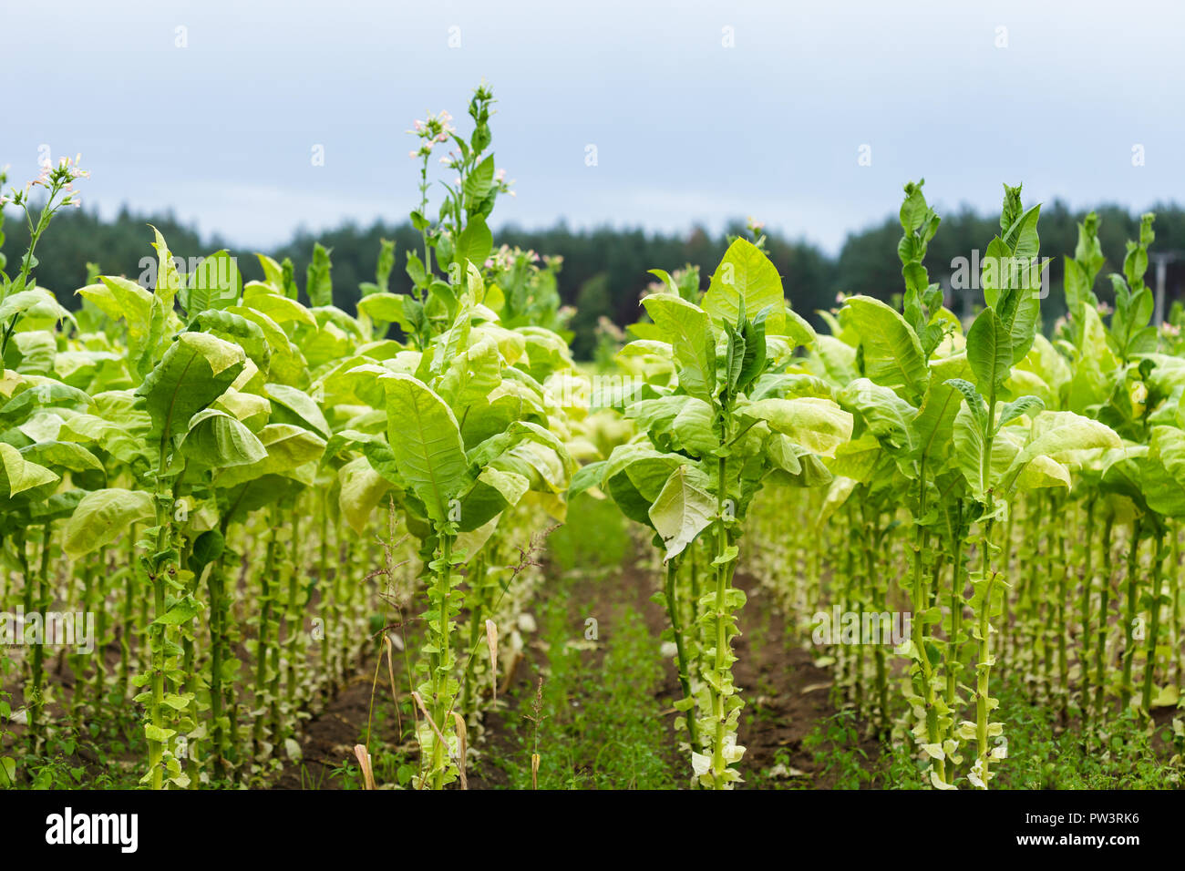 La piantagione di tabacco Foto Stock