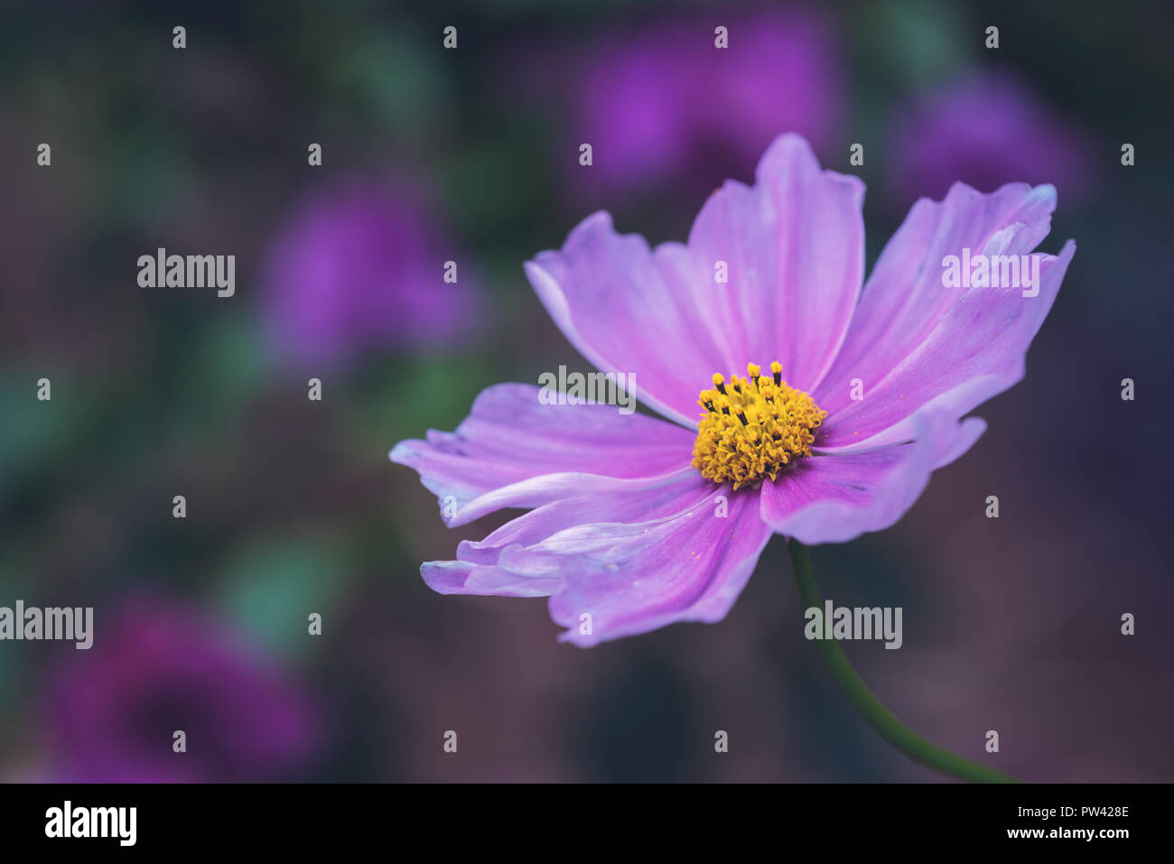 Giardino di fiori cosmos - Cosmos bipinnatus - testa di close-up in una foresta il compagno di colori Foto Stock