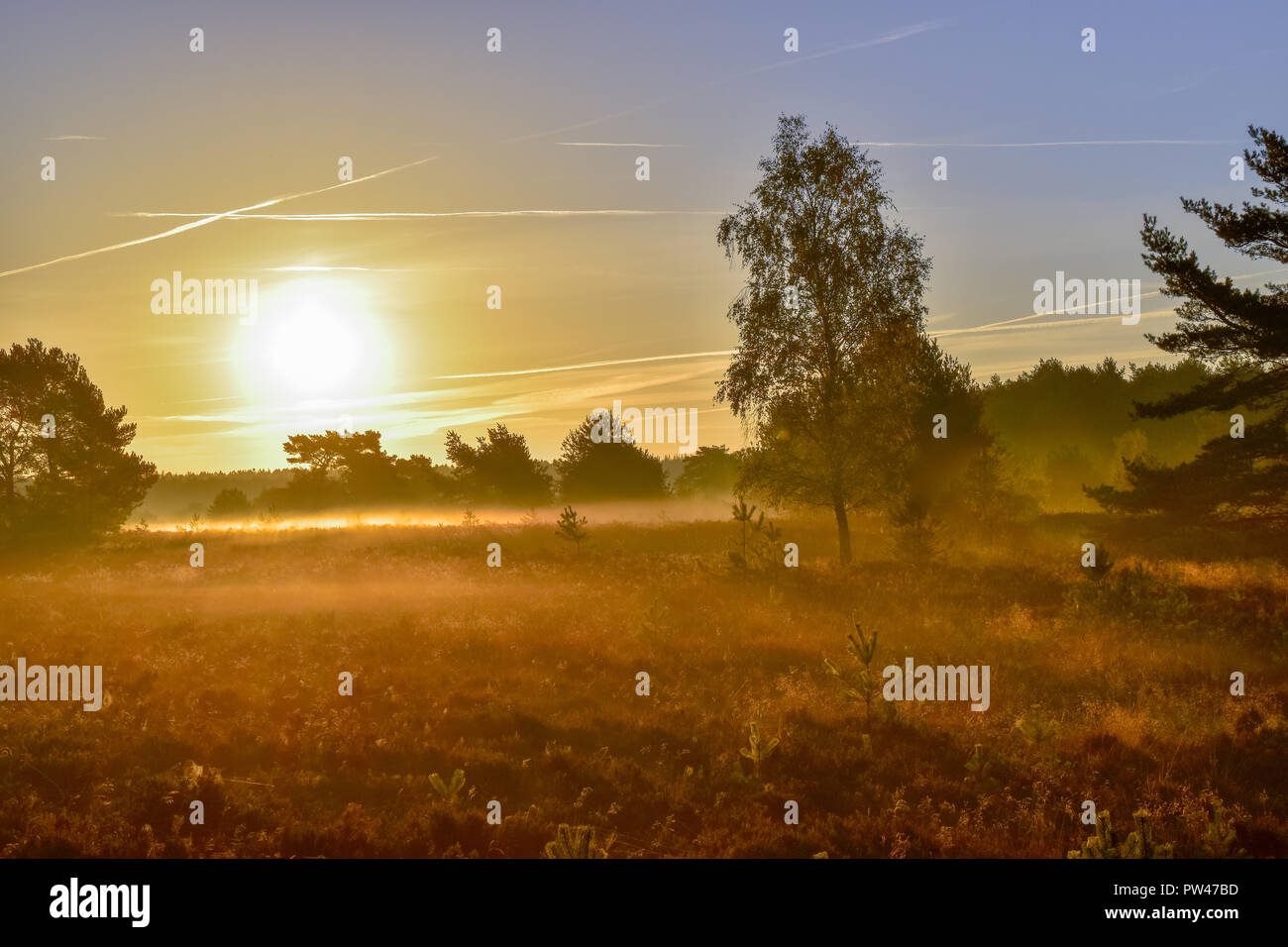 Sunrise tramonto nella brughiera di Lüneburg Foto Stock