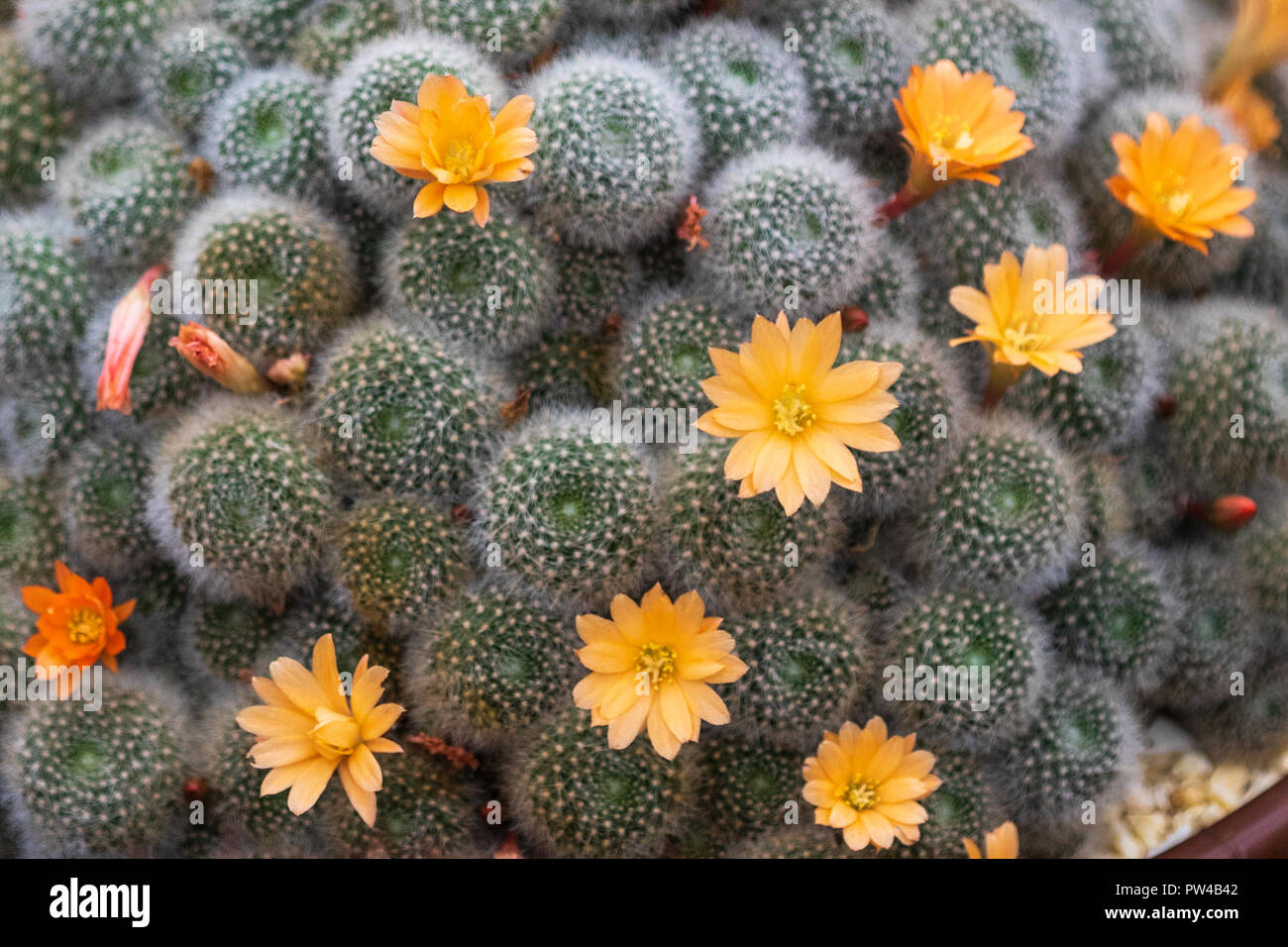 Impianto di cactus nel pieno fiore closeup Foto Stock