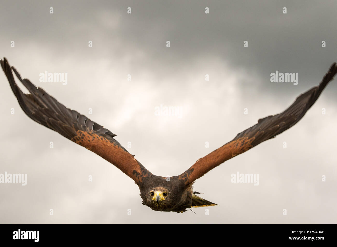 La Harris hawk (Parabuteo unicinctus) close-up in volo Foto Stock