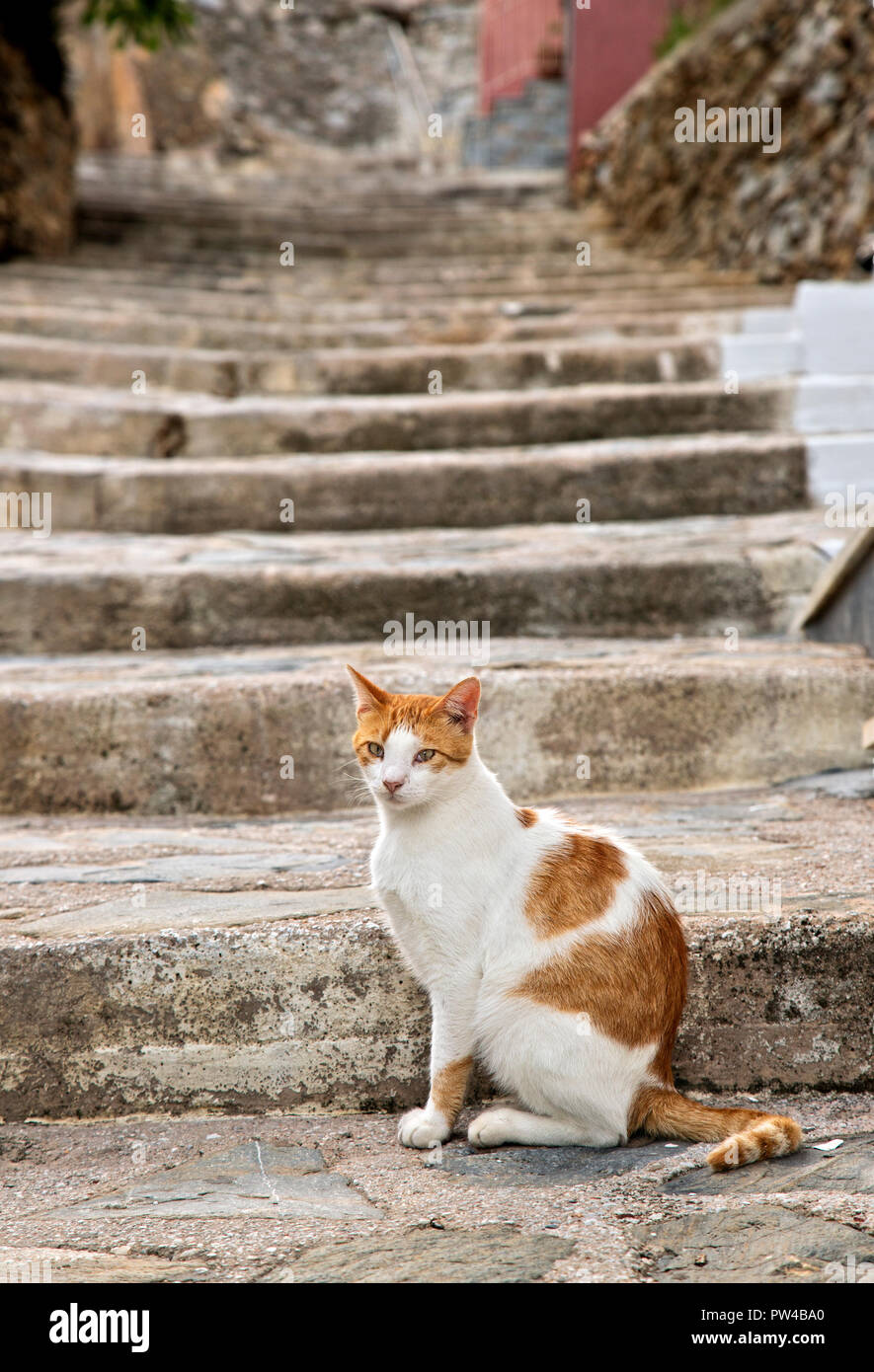 Cat 'posa' in una scala nella città di Skopelos, Skopelos island, Sporadi settentrionali, Magnessia, Tessaglia, Grecia. Foto Stock