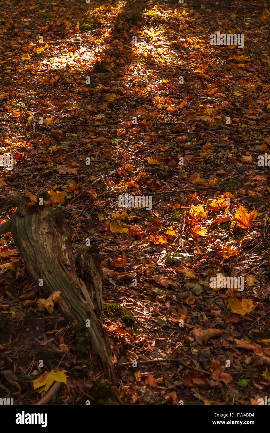 Suolo della foresta nel tardo autunno sole proietta ombre nella foresta di Tunstall, Suffolk su un ottobre pomeriggio Foto Stock