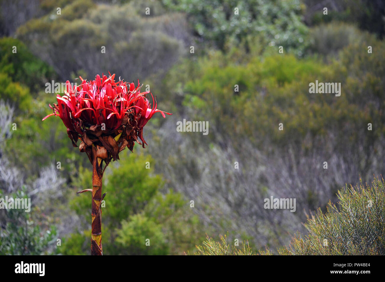 Nativi Australiani Gymea gigante giglio spike, Doryanthes excelsa, circondato da boschi a Wattamolla nel Royal National Park, NSW Foto Stock