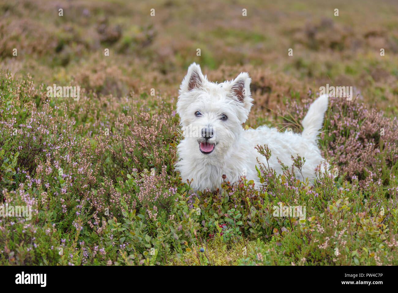 Westie puppy in heather Foto Stock