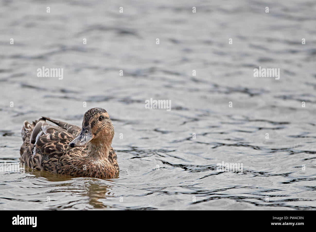 Una femmina di lone Mallard duck (Anas platyrhynchos) galleggiante sulla superficie di un lago in un angolo del telaio Foto Stock