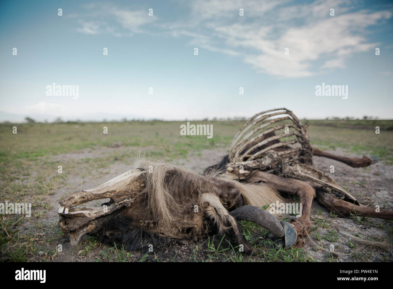 Lo scheletro di animale in campo contro il cielo a Masai Mara riserva nazionale Foto Stock
