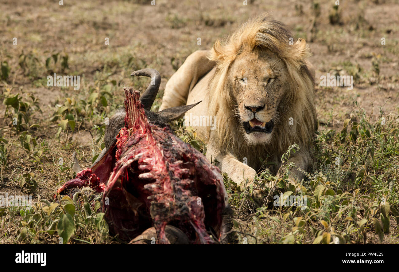 Leone seduto da scheletro di animale in campo al Masai Mara riserva nazionale Foto Stock