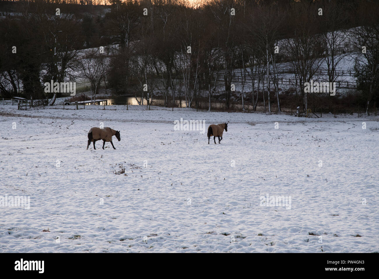 I cavalli in coperta di neve campo nel tardo pomeriggio nei pressi di Shenington, Oxfordshire Foto Stock