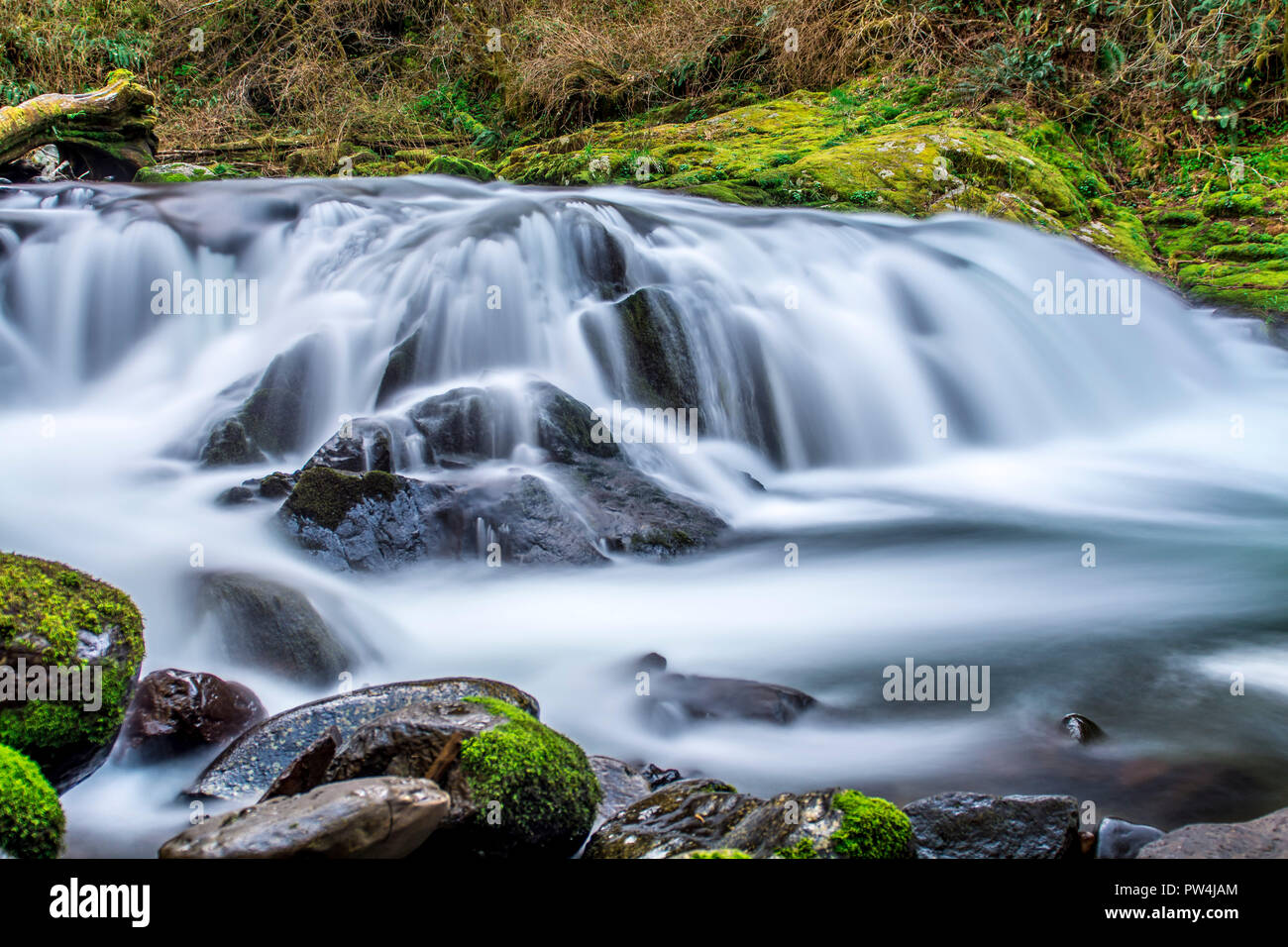 Sweet creek che scorre attraverso Siuslaw National Forest Foto Stock