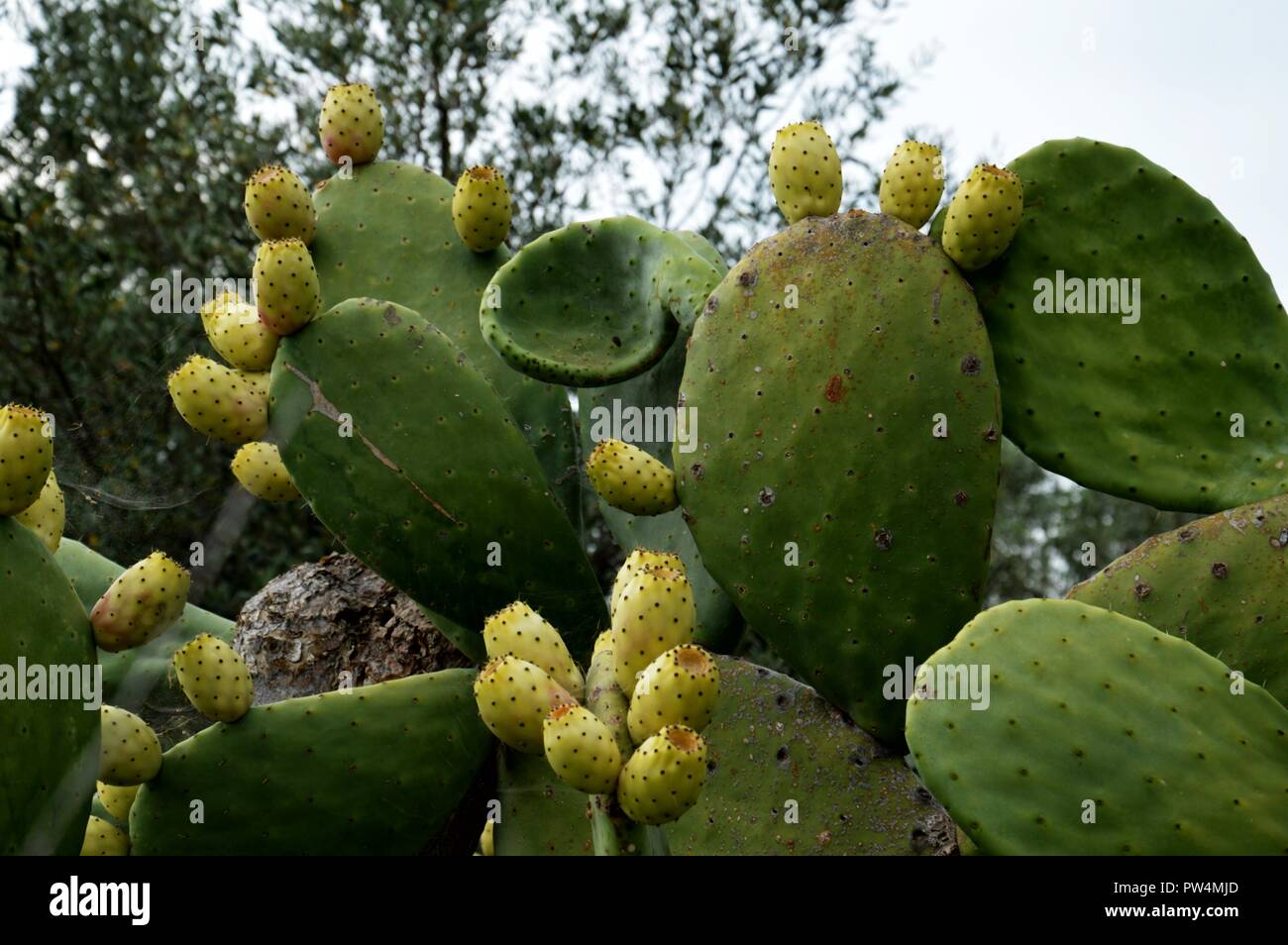 Calamosche, Vendicari riserva naturale, Sicilia Italia Foto Stock
