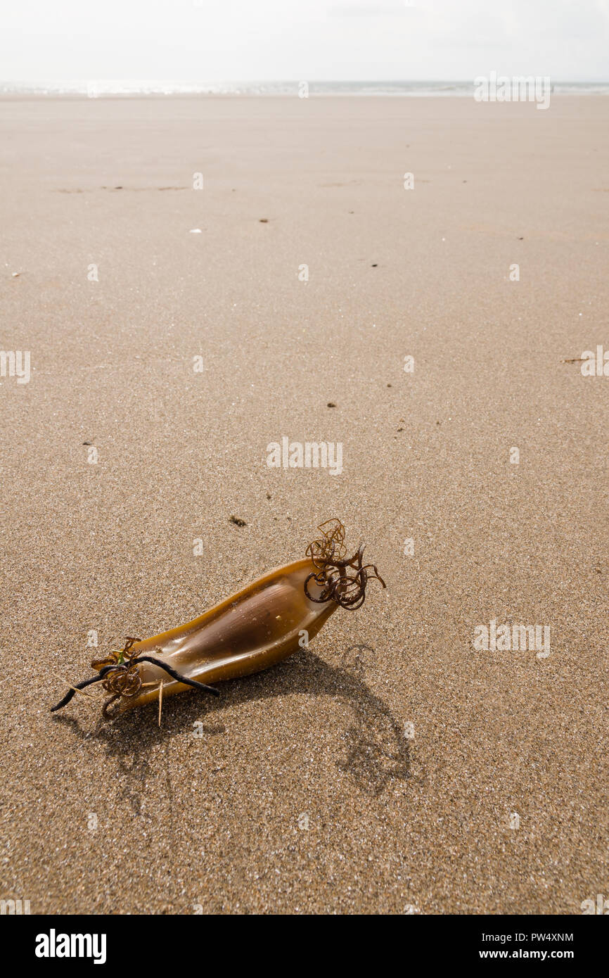 Mermaid la borsa o il caso di uovo o chondrichthyes di gattuccio Scyliorhinus canicula una specie di gattucci lavato fino sulla spiaggia Harlech Galles Foto Stock