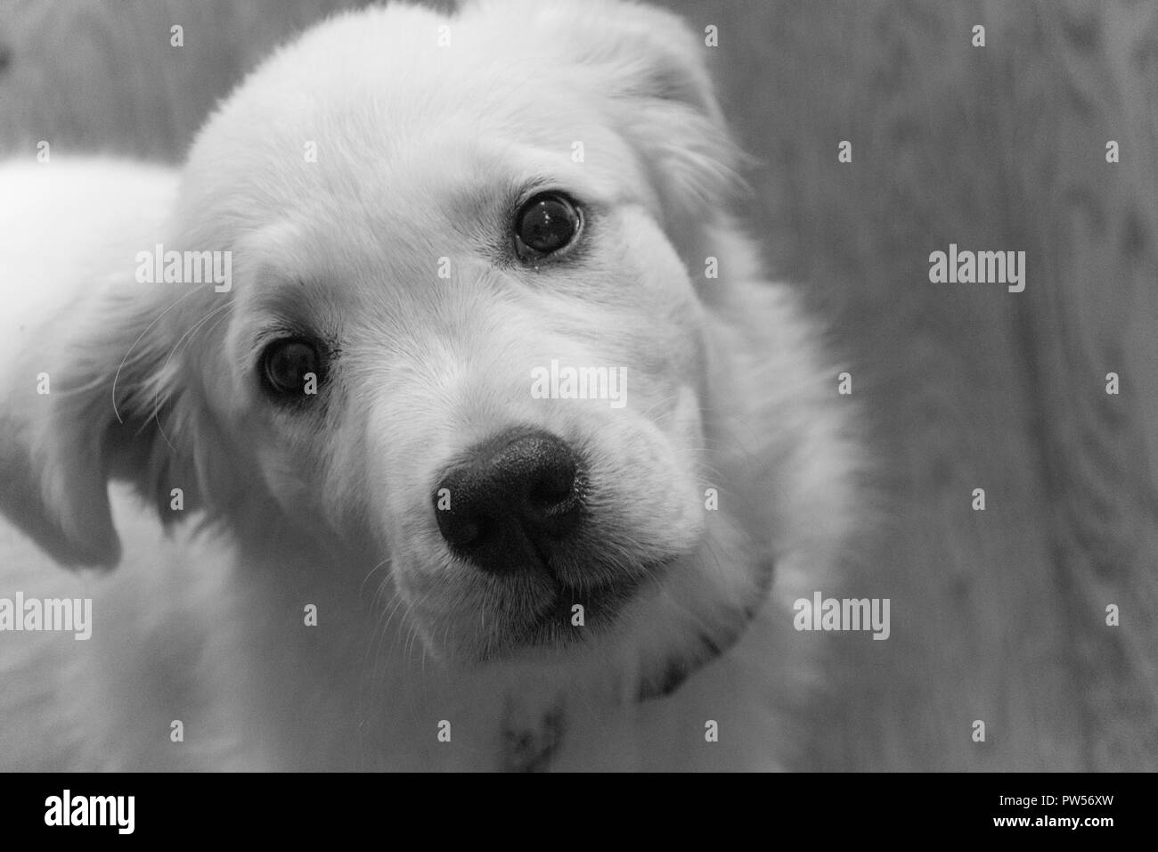 Golden Retriever cucciolo Foto Stock