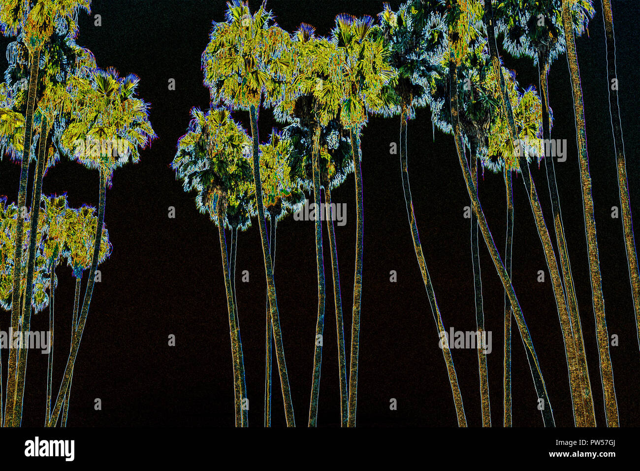 Alberi di palma. Gruppo di palme elaborati con un neon effetto. Foto Stock