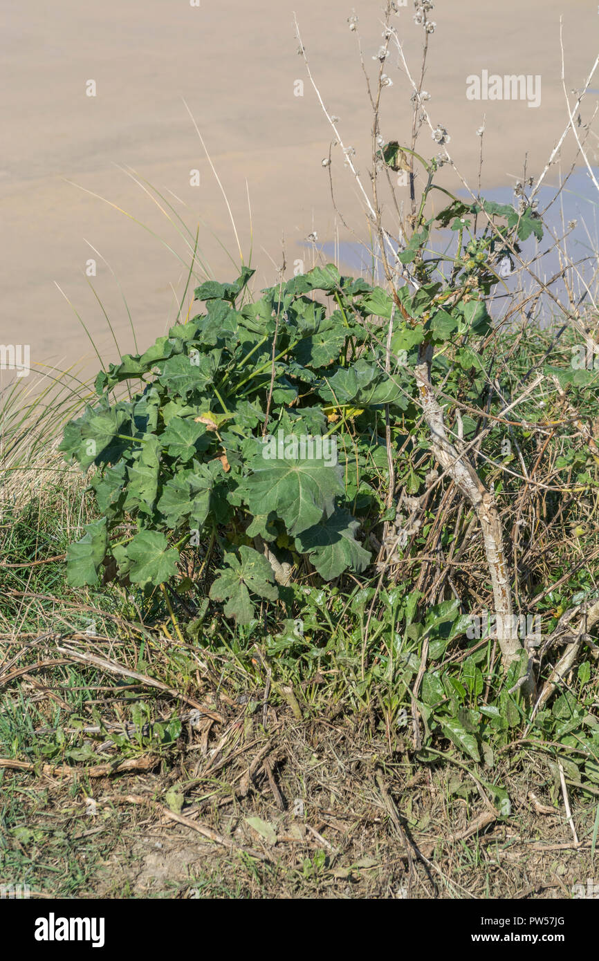 Tree Mallow / Lavatera arborea campione crescente sul litorale della Cornovaglia Foto Stock