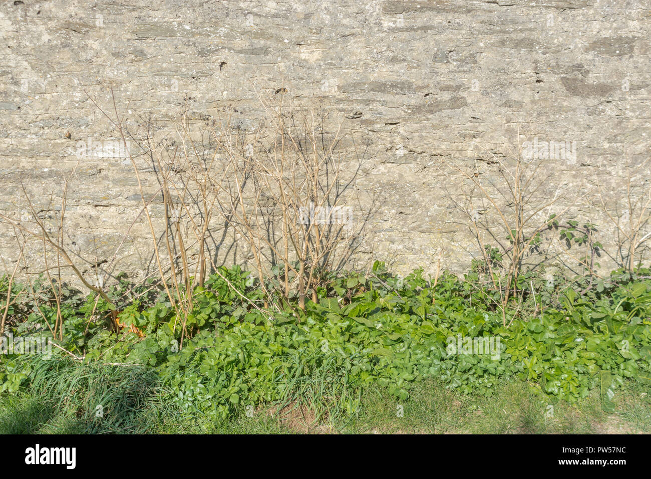 Inizio fogliame (ottobre) di Alexanders / Smyrnium olusatrum crescente accanto al muro di pietra. Alexanders è un foraged commestibili di piante selvatiche. In tra le erbacce. Foto Stock