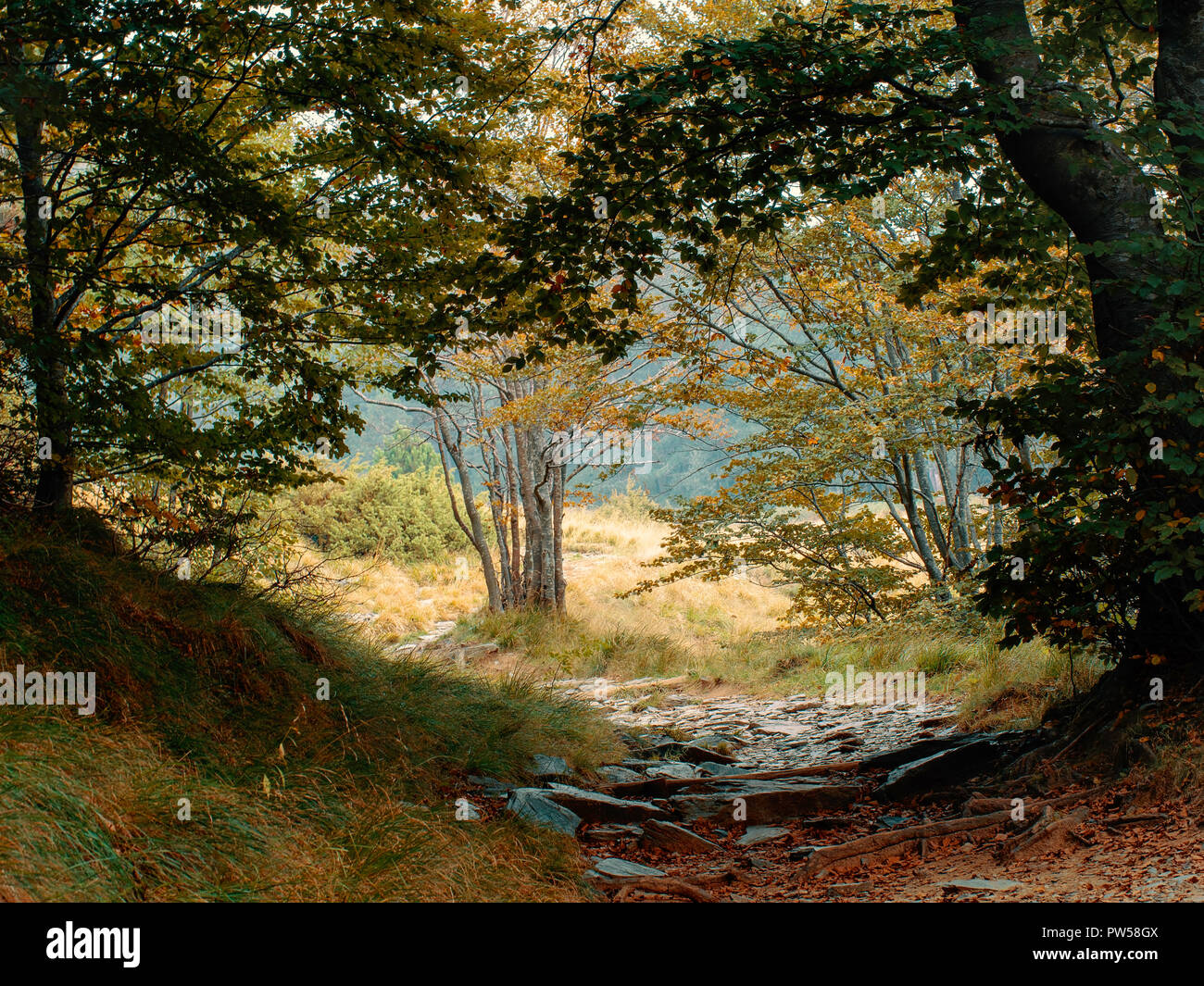 In autunno, caduta, il percorso che conduce alla radura boschiva. Natura incontaminata. L'Europa. Foto Stock