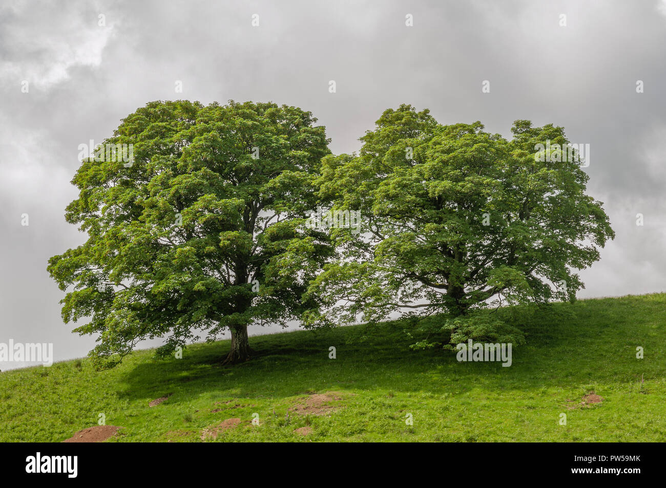 Due letti alberi sulla cima di una collina contro la drammatica nuvole Foto Stock