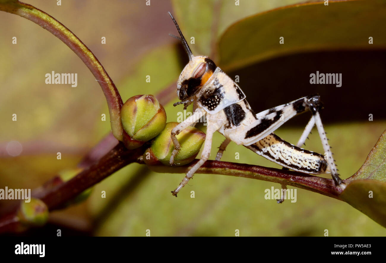 Locust macro close up Foto Stock
