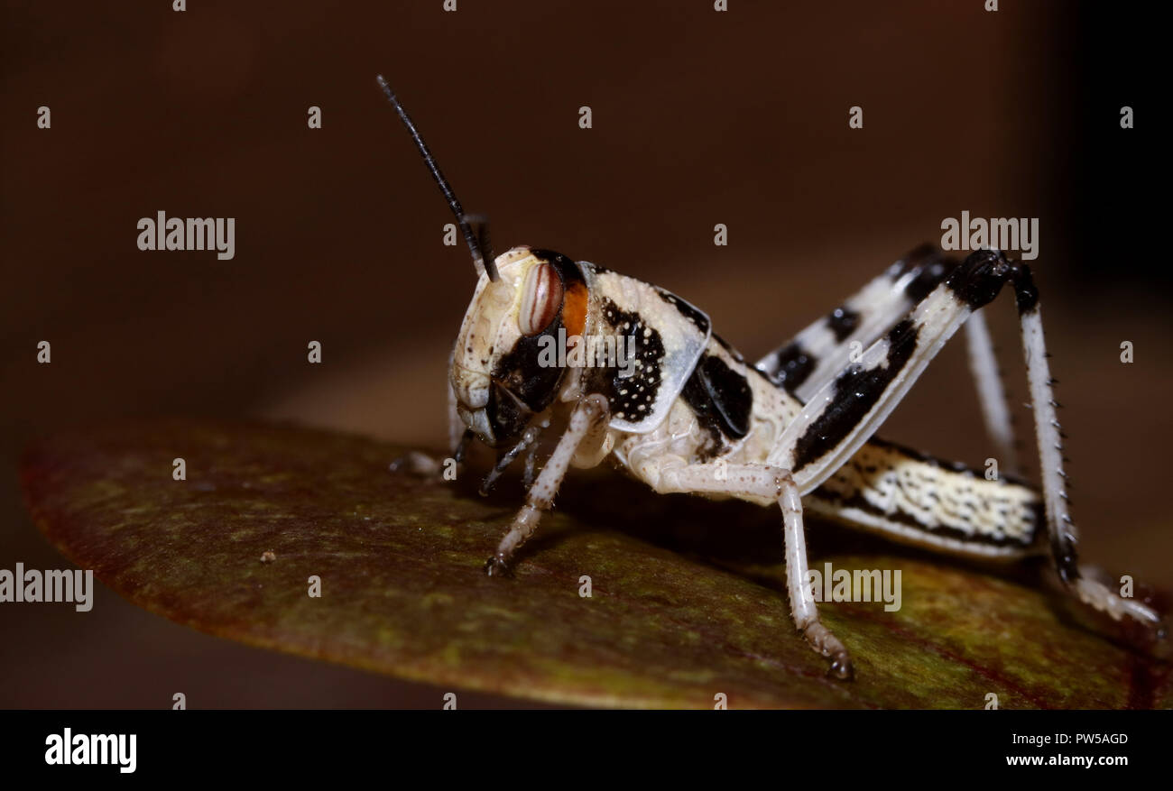 Locust macro close up Foto Stock