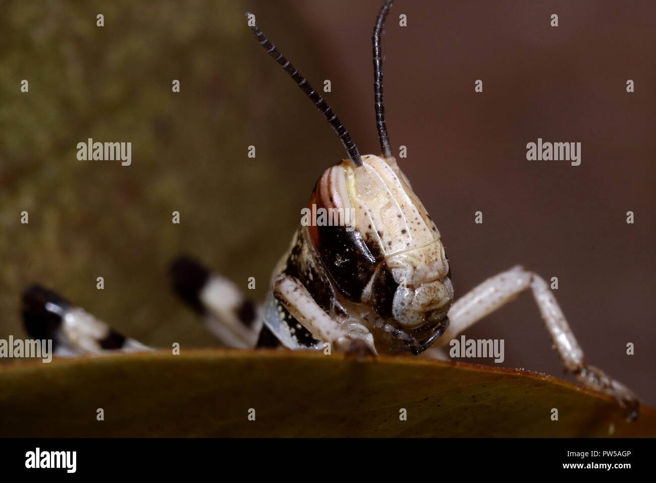 Locust macro close up Foto Stock