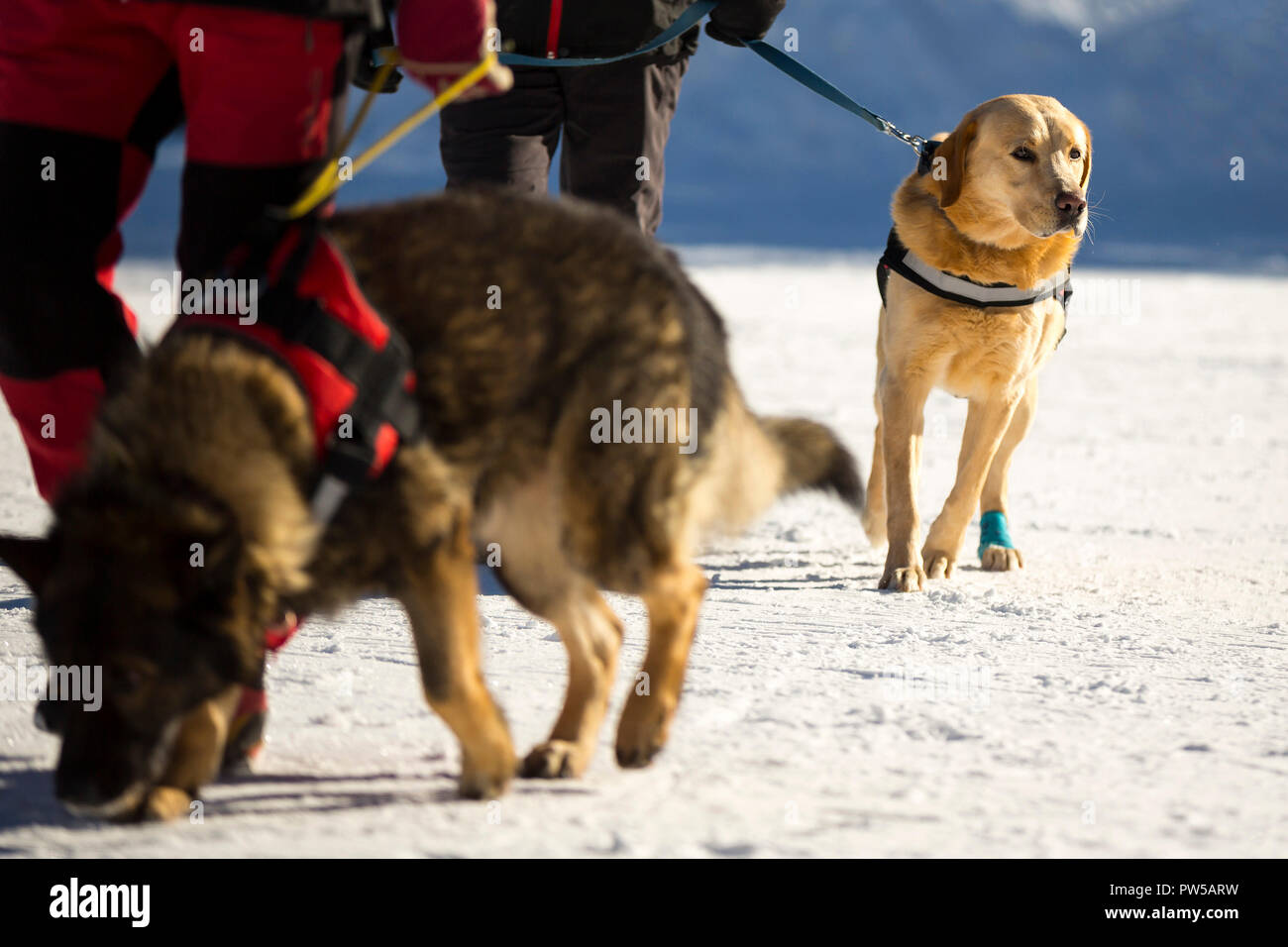Cani da salvataggio e volontari del Soccorso di montagna partecipare a un corso di formazione per la ricerca di persone sepolte in una valanga. Entrambi gli uomini e gli animali sono Foto Stock