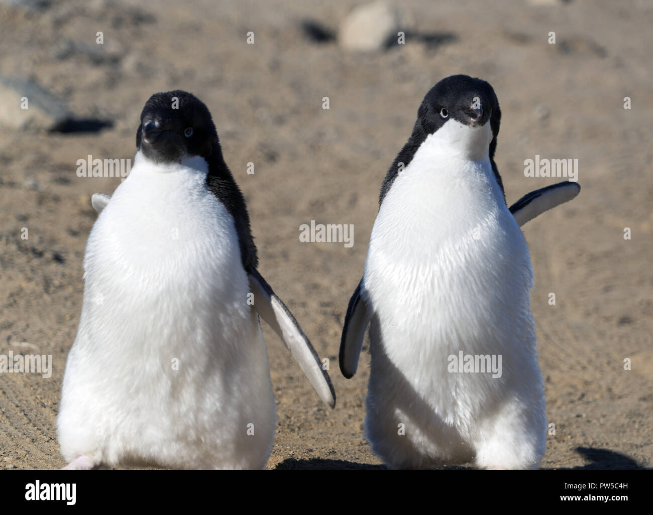 Adelie giovani pinguini camminare sul terreno pietroso. Piano globale. Foto Stock