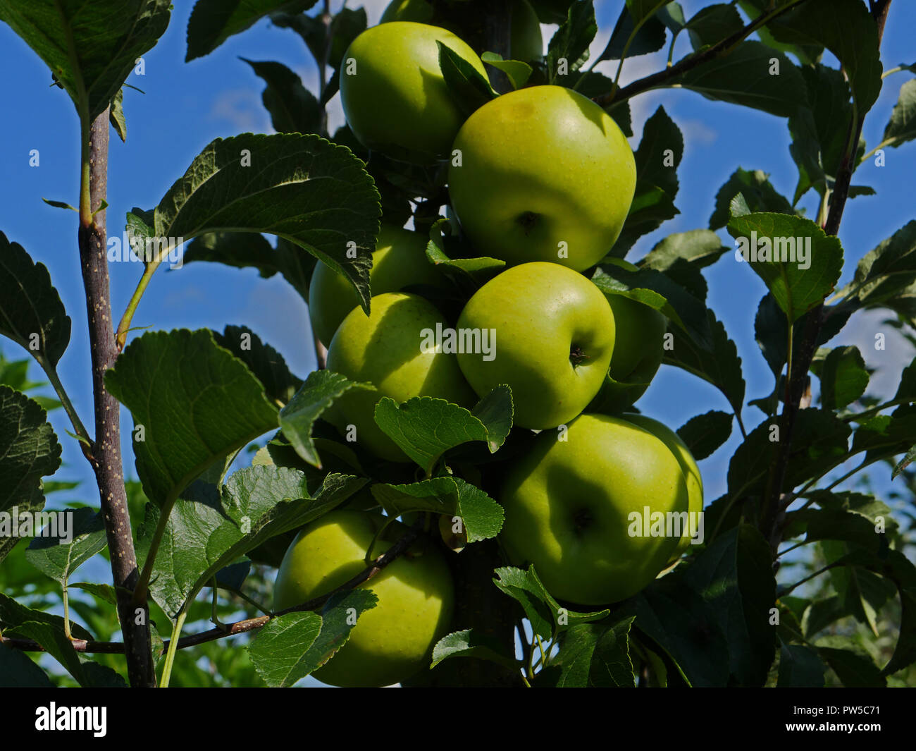 Greensleeves, mele su albero Foto Stock