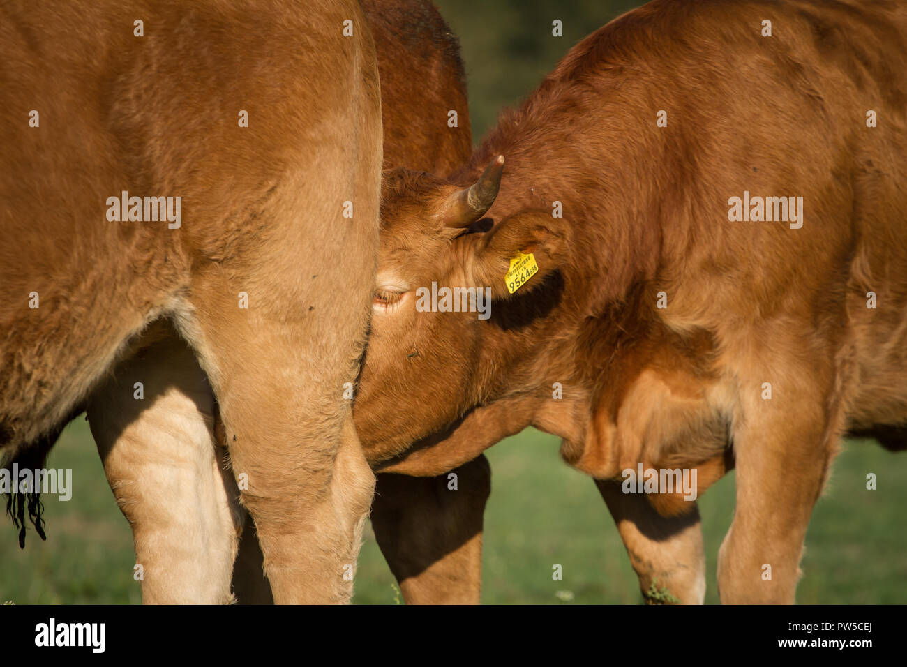 Limousin polpaccio (Bos primigenius taurus) bere alla madre Foto Stock