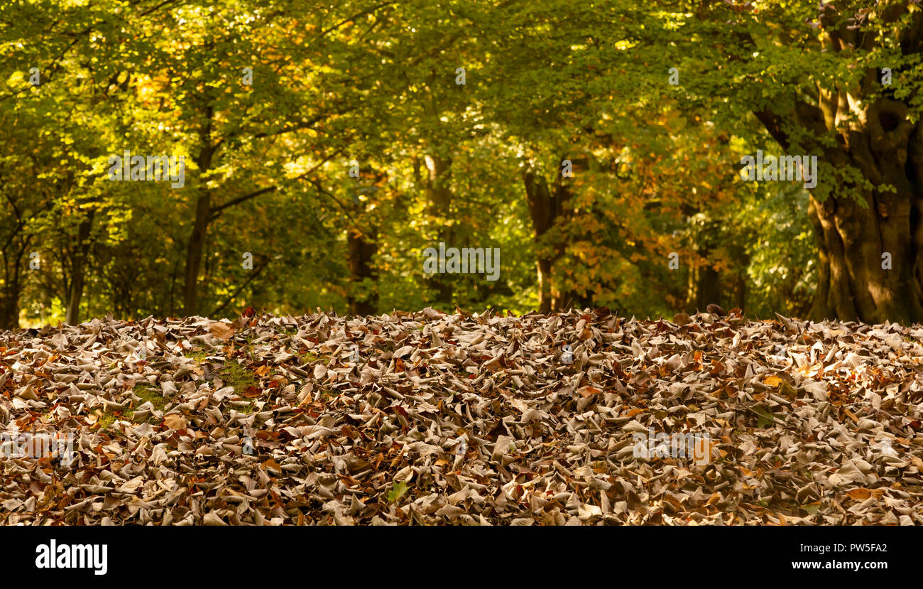 Copertura di massa secca di foglie di autunno. Foto Stock