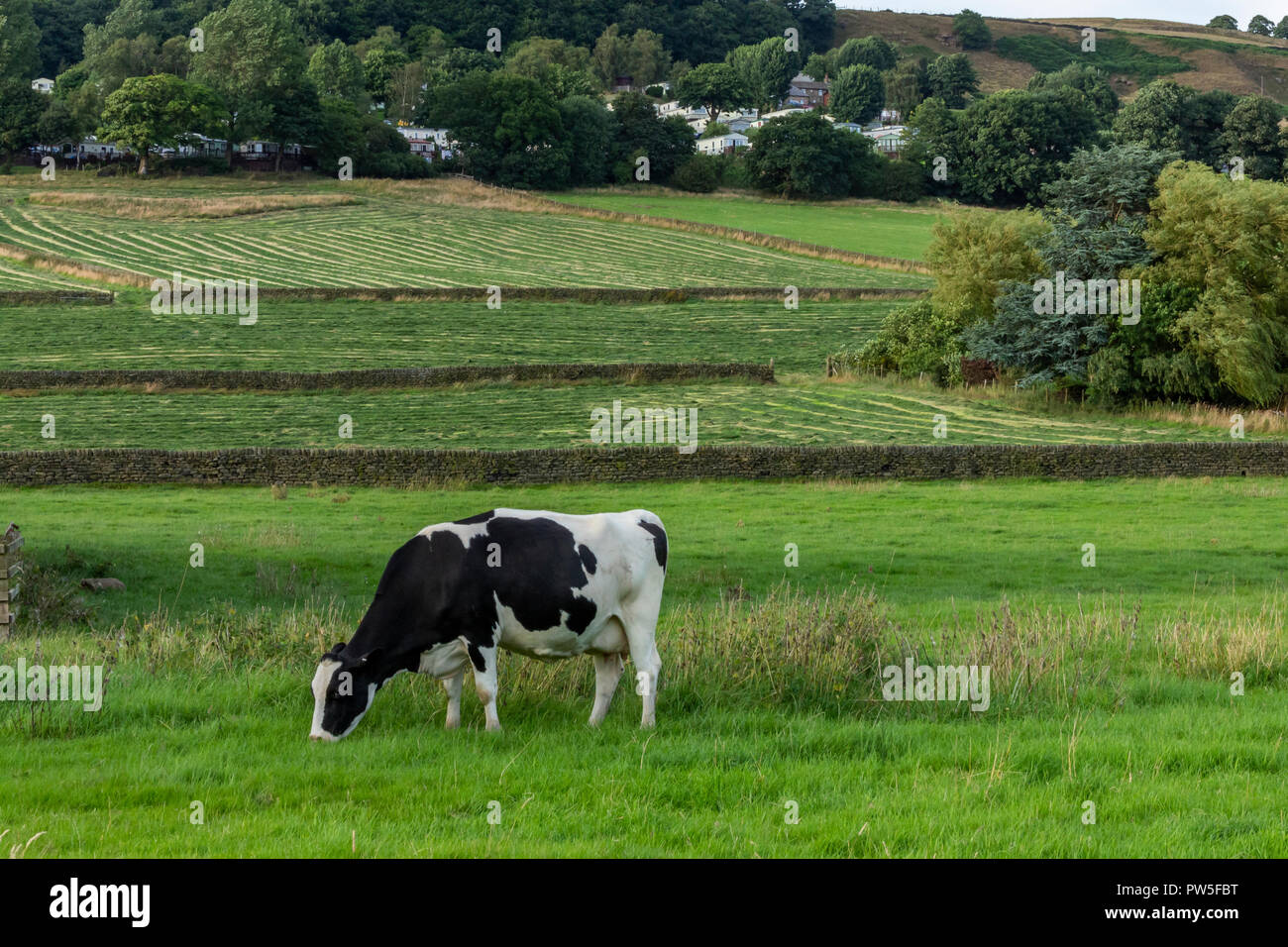 Una vacca frisone (UK) mangiare erba in una fattoria nello Yorkshire. Foto Stock