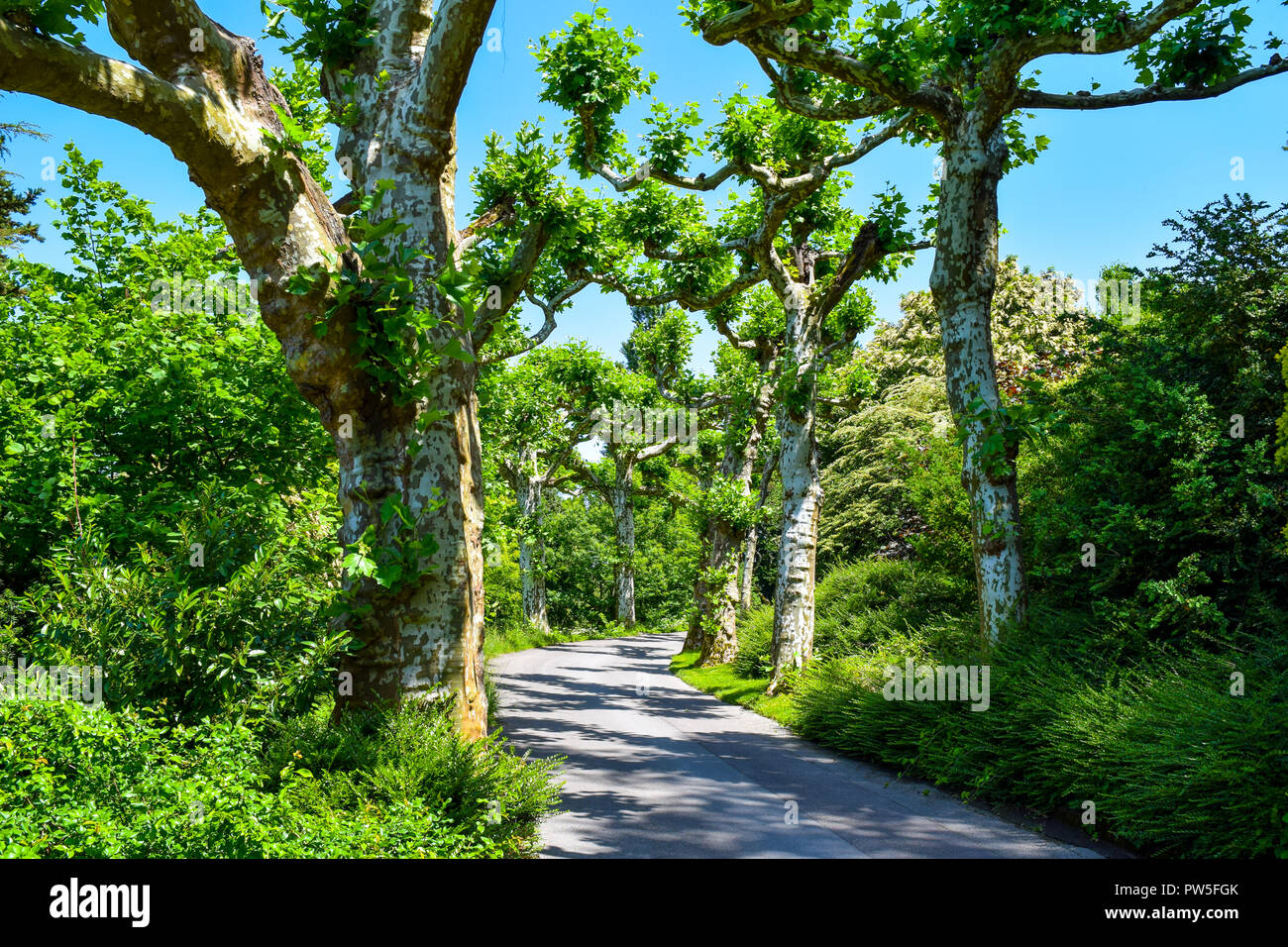 Isola di Mainau vista attraverso gli alberi, cielo blu, il bellissimo parco Foto Stock