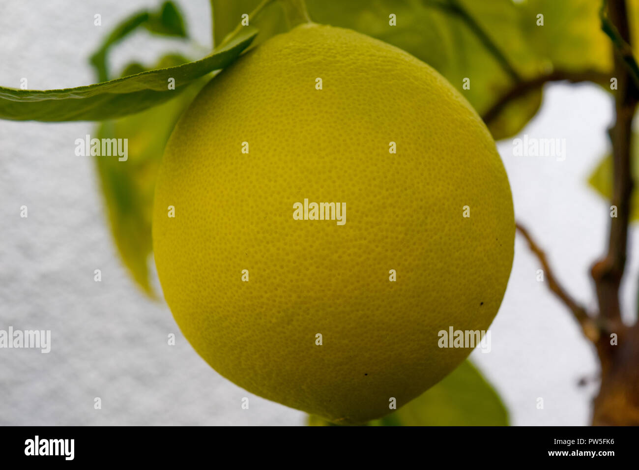 Pompelmo su un albero, giallo pompelmo Foto Stock