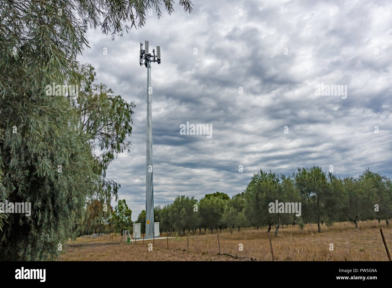 Torre di telecomunicazioni per Optus e Vodafone in un'oliva agriturismo vicino a Tamworth in Australia. Foto Stock