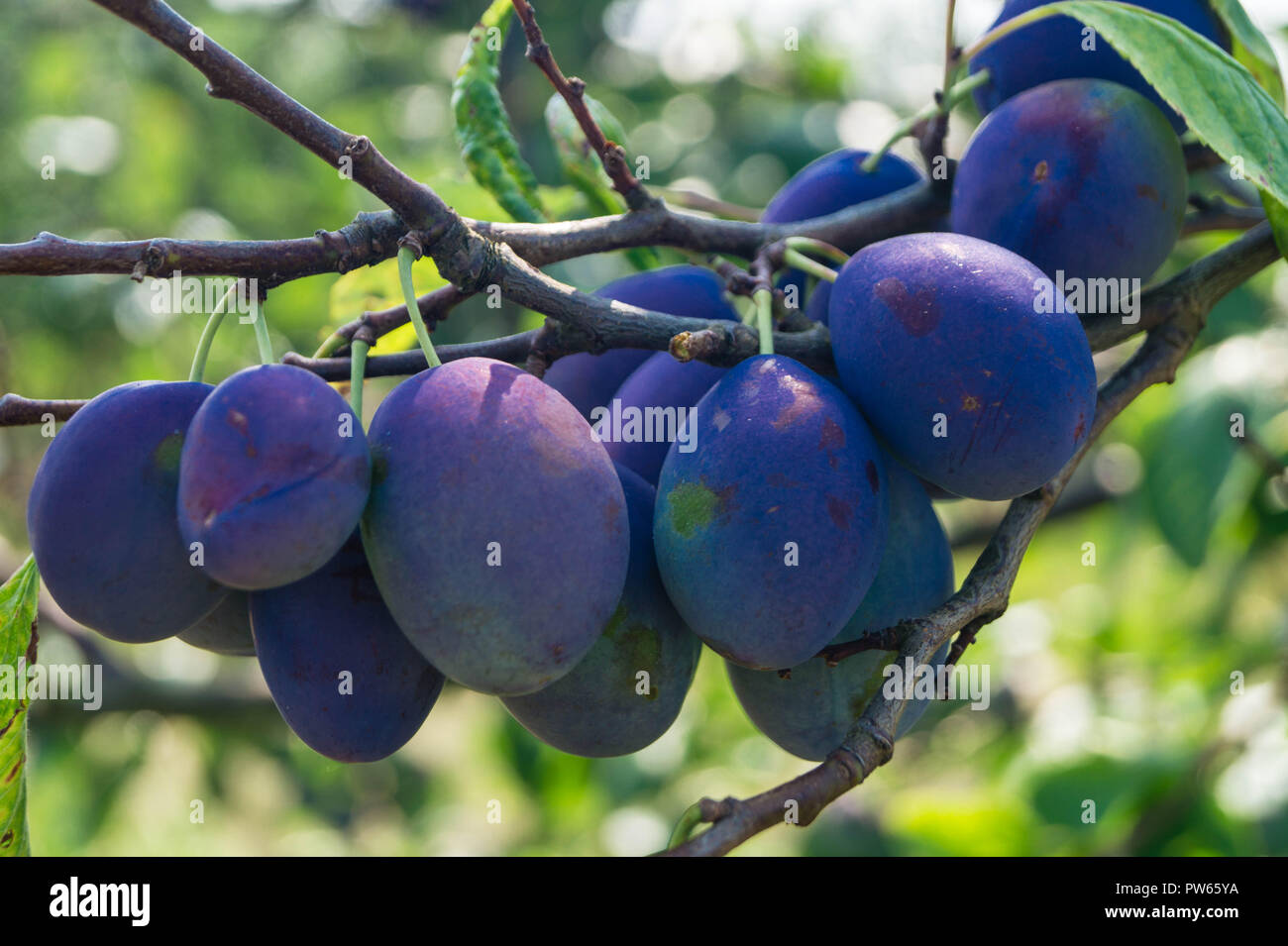 Prugna Prunus domestica Foto Stock
