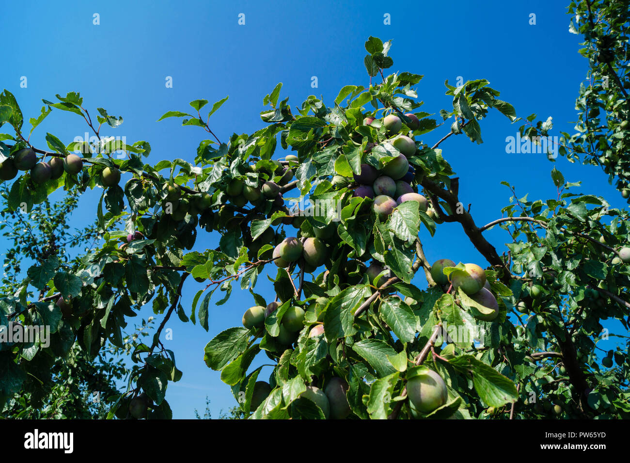 Prugna Prunus domestica Foto Stock