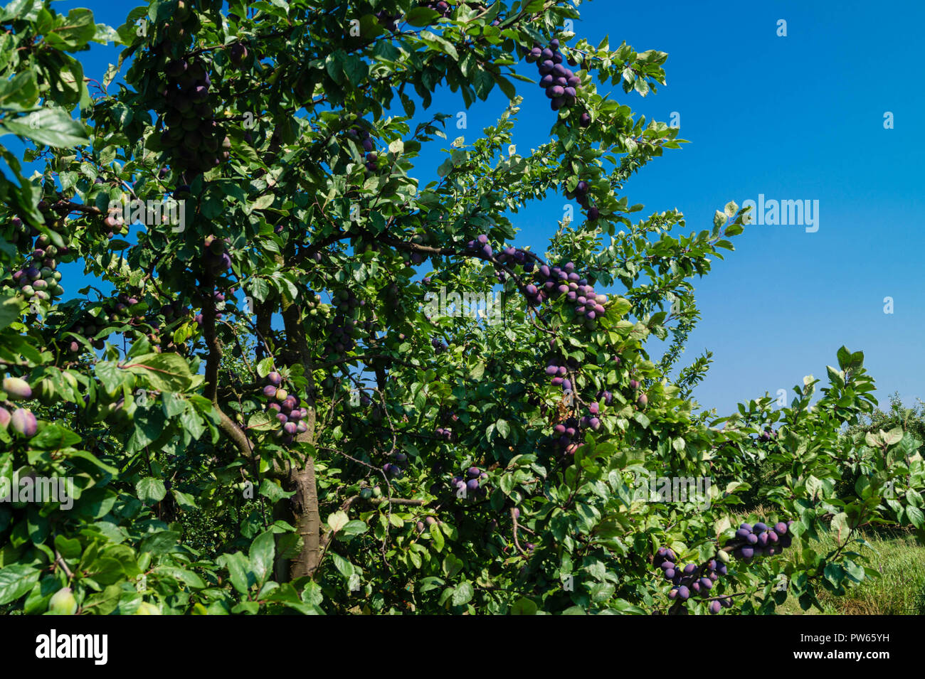 Prugna Prunus domestica Foto Stock