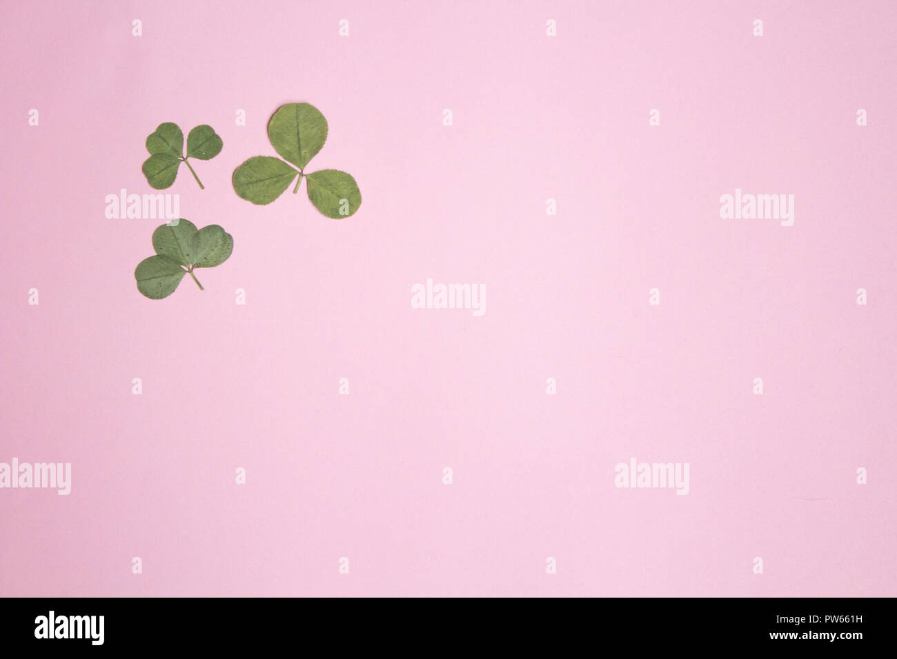 Premuto e fiori secchi di trifoglio rosso su sfondo rosa spazio copia, fiorai,erbario, spazio copia Foto Stock