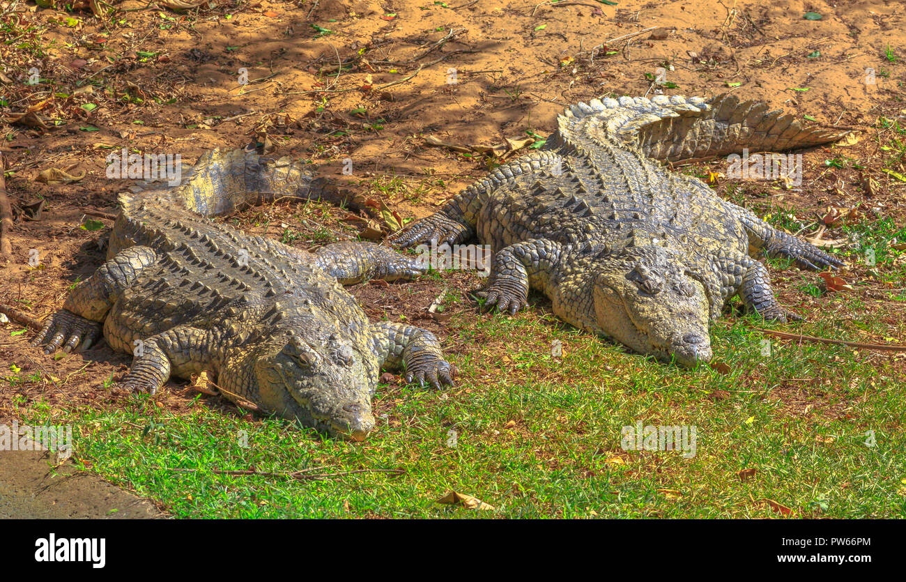 Due coccodrilli africani, Crocodylus niloticus, in appoggio in corrispondenza iSimangaliso Wetland Park, St Lucia Estuary, Sud Africa, uno dei top Tour Safari destinazioni. Coccodrillo del Nilo in Ezemvelo KZN Wildlife. Foto Stock