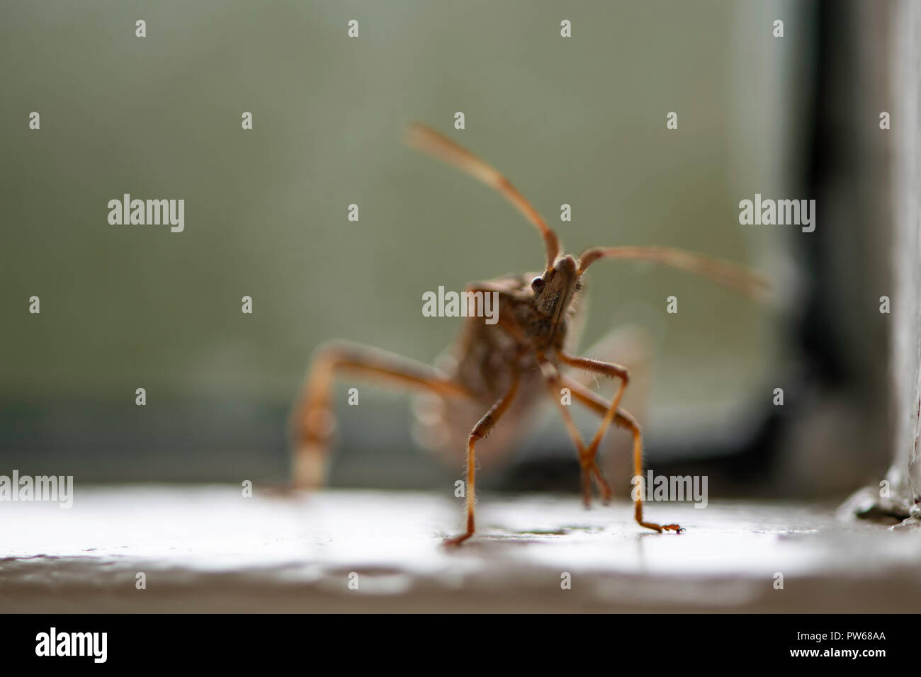 Un western sementi di conifere bug siede su un davanzale nel pomeriggio. Foto Stock