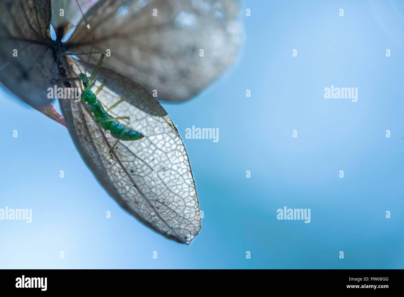 Un assassino bug si nasconde in una fioritura di ortensie mentre caccia le sue prede. Foto Stock