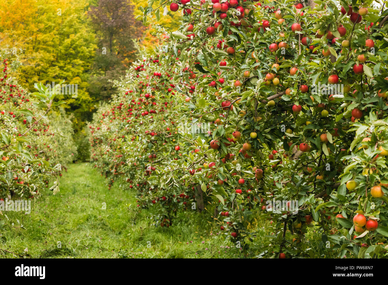 Orchard a cadere - Mele in apple-alberi. Agricoltura sito in autunno Foto Stock