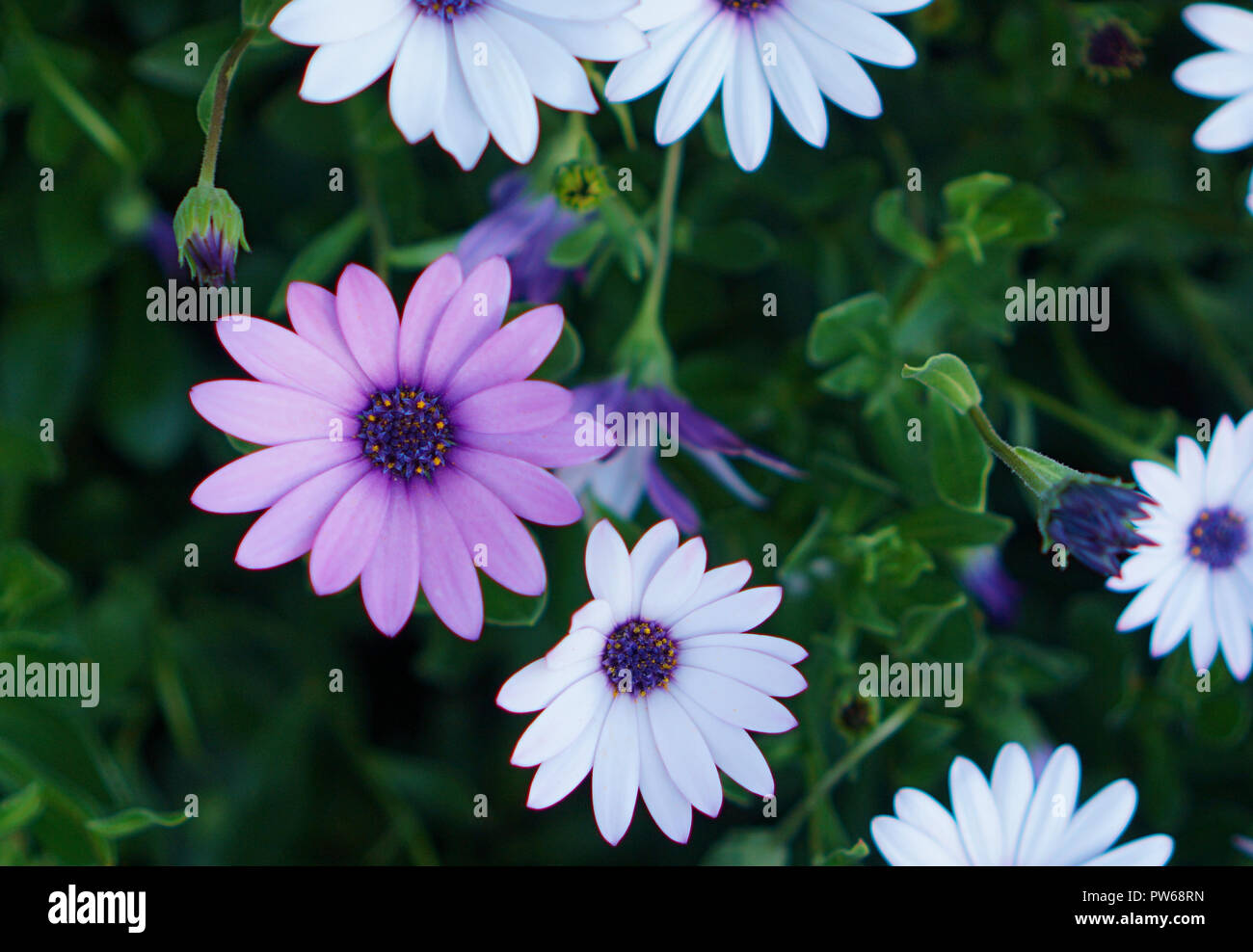 Vista ravvicinata di viola e bianco fiori a margherita Foto Stock