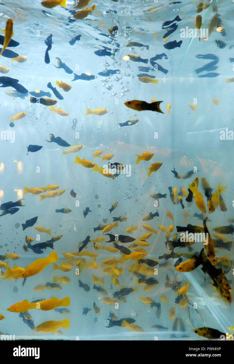 Acquario per pesci rossi immagini e fotografie stock ad alta risoluzione -  Alamy