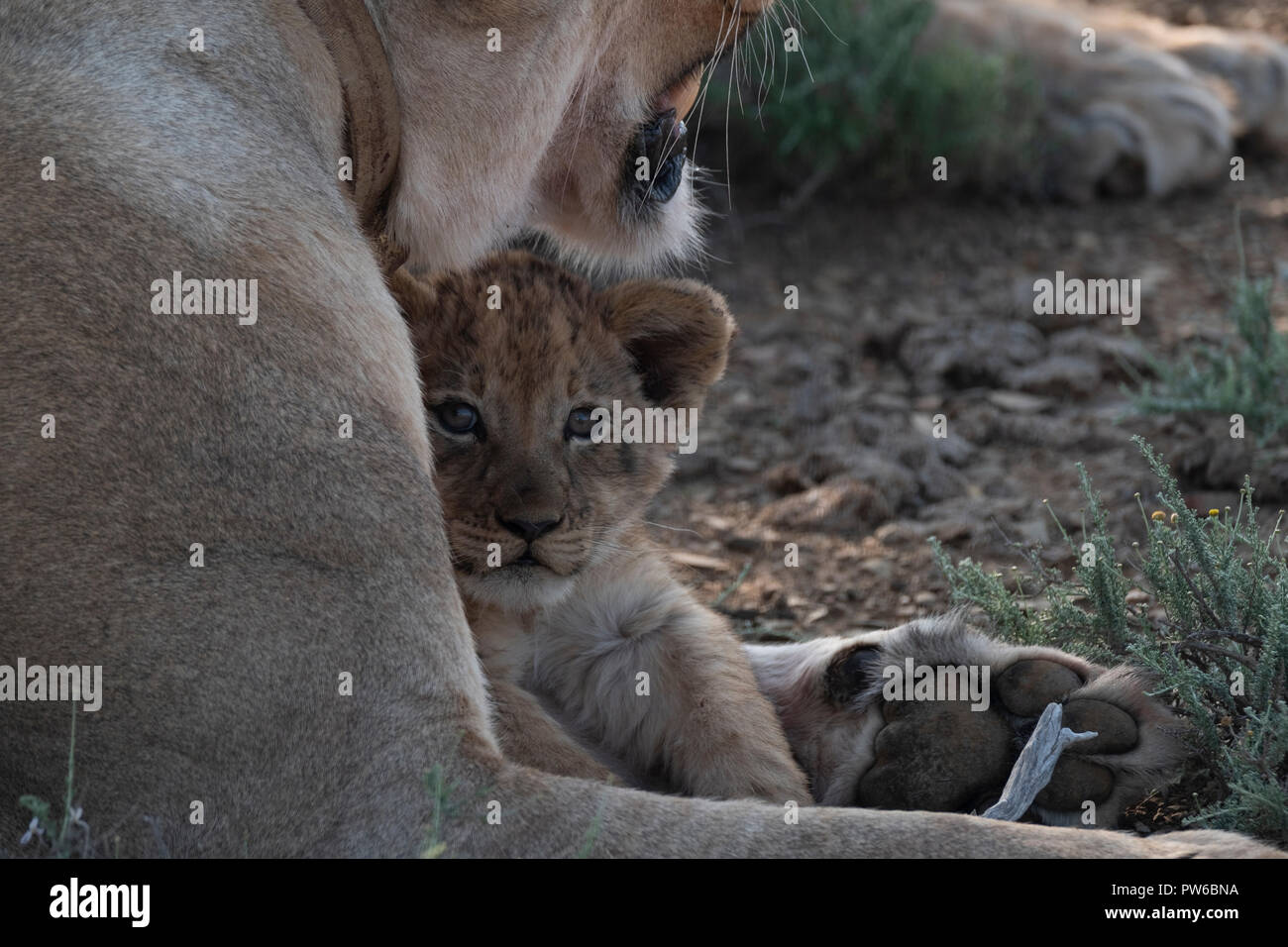 Giovani 6 settimane vecchio cucciolo con leonessa Foto Stock