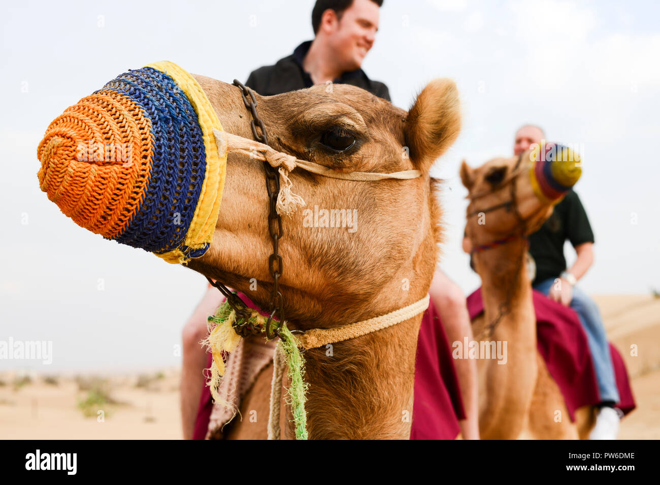 Primo piano immagine della testa del cammello che si muove attraverso il deserto, seguito da uomo sul cammello sullo sfondo fuori fuoco,Dubia,terreno desertico, Foto Stock