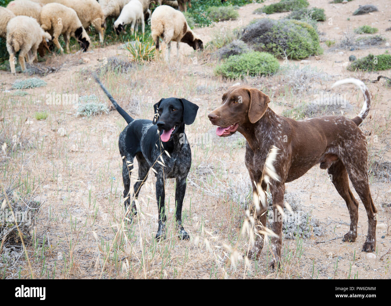 Guardia delle pecore, tipo di cani di tumulo uno nero l'altro marrone guardando la telecamera attenzione a qualsiasi pericolo, pecore in background, Cipro settentrionale. Foto Stock