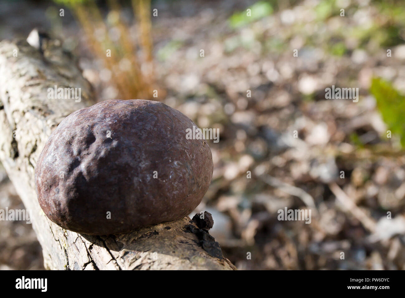 Kin Alfred's Torte, Daldinia concentrica, funcgus, REGNO UNITO Foto Stock