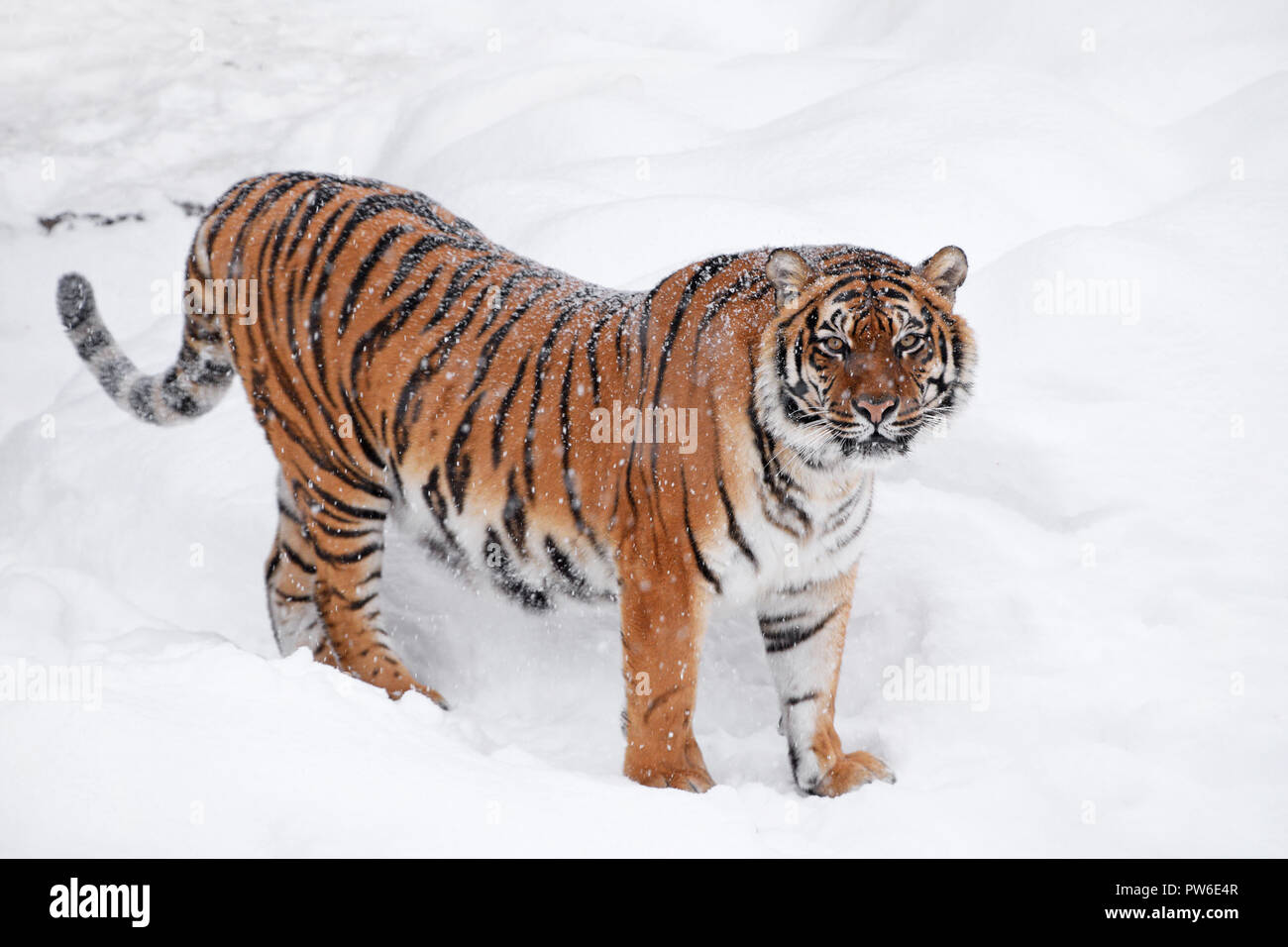 Una giovane femmina (Amur Siberian) tiger in piedi in fresca neve bianco inverno pieno di sole di giorno e guardando la telecamera a piena lunghezza angolo alto vista laterale Foto Stock