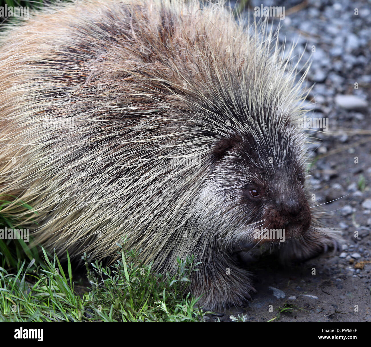 Dettaglio della spinosa istrice Foto Stock